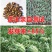 懒汉王西瓜种子优质大田西瓜种子大甜美早熟西瓜种子