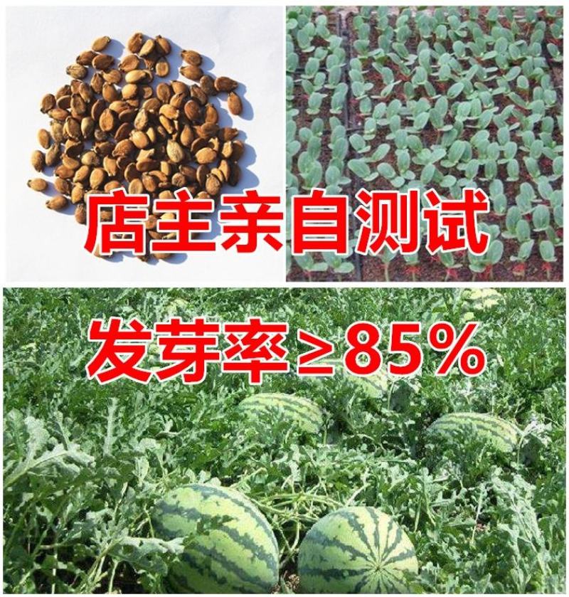懒汉王西瓜种子优质大田西瓜种子大甜美早熟西瓜种子