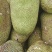 海南菠萝蜜，现货供应中，电商市场精品货规格齐全。
