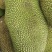 海南菠萝蜜，现货供应中，电商市场精品货规格齐全。