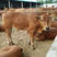 鲁西黄牛活牛免费提供技术人员上门指导，包技术，包成活，包