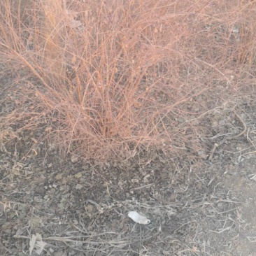 大棵珍珠绣线菊