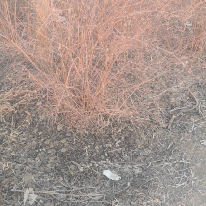 大棵珍珠绣线菊