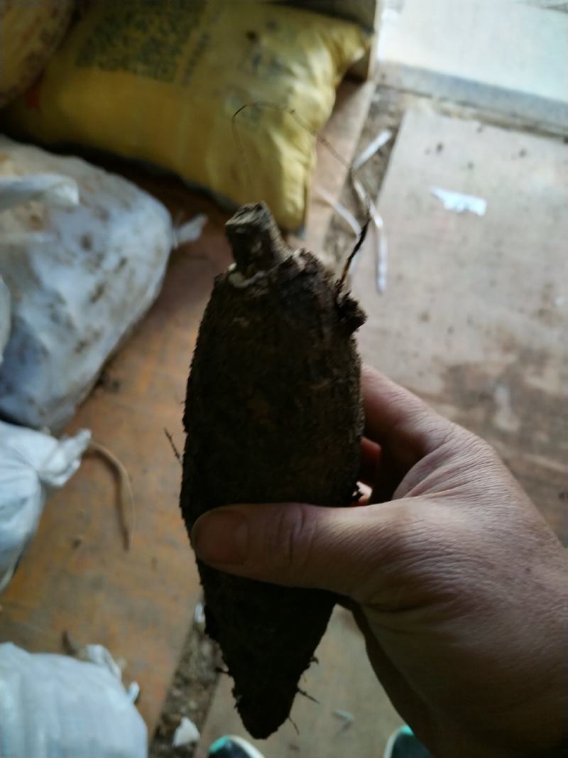 入地老鼠丶紫茉莉根丶清热散结丶煲瘦肉汤丶味道好