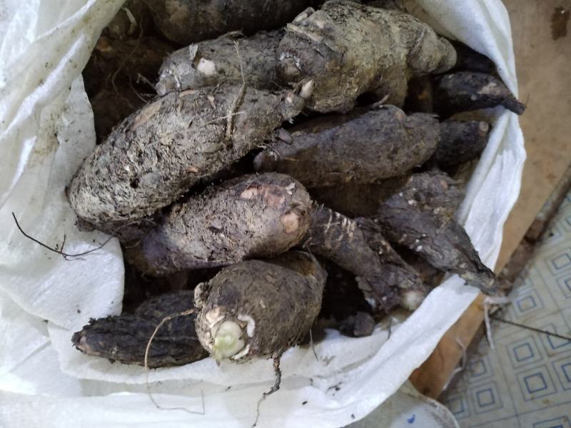 入地老鼠丶紫茉莉根丶清热散结丶煲瘦肉汤丶味道好