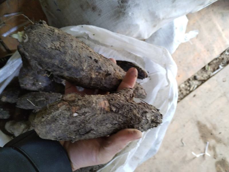 入地老鼠丶紫茉莉根丶清热散结丶煲瘦肉汤丶味道好