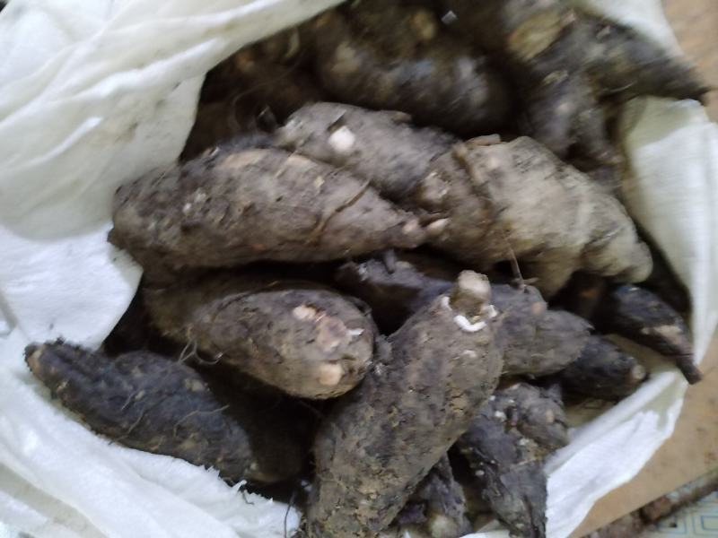 入地老鼠丶紫茉莉根丶清热散结丶煲瘦肉汤丶味道好