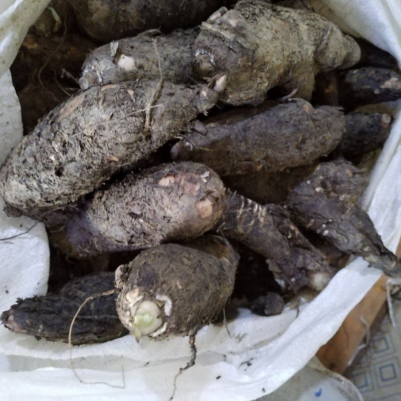入地老鼠丶紫茉莉根丶清热散结丶煲瘦肉汤丶味道好