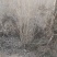 木槿