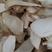 今年新货河北产地鲜菇手工切片丁，颜色白亮。