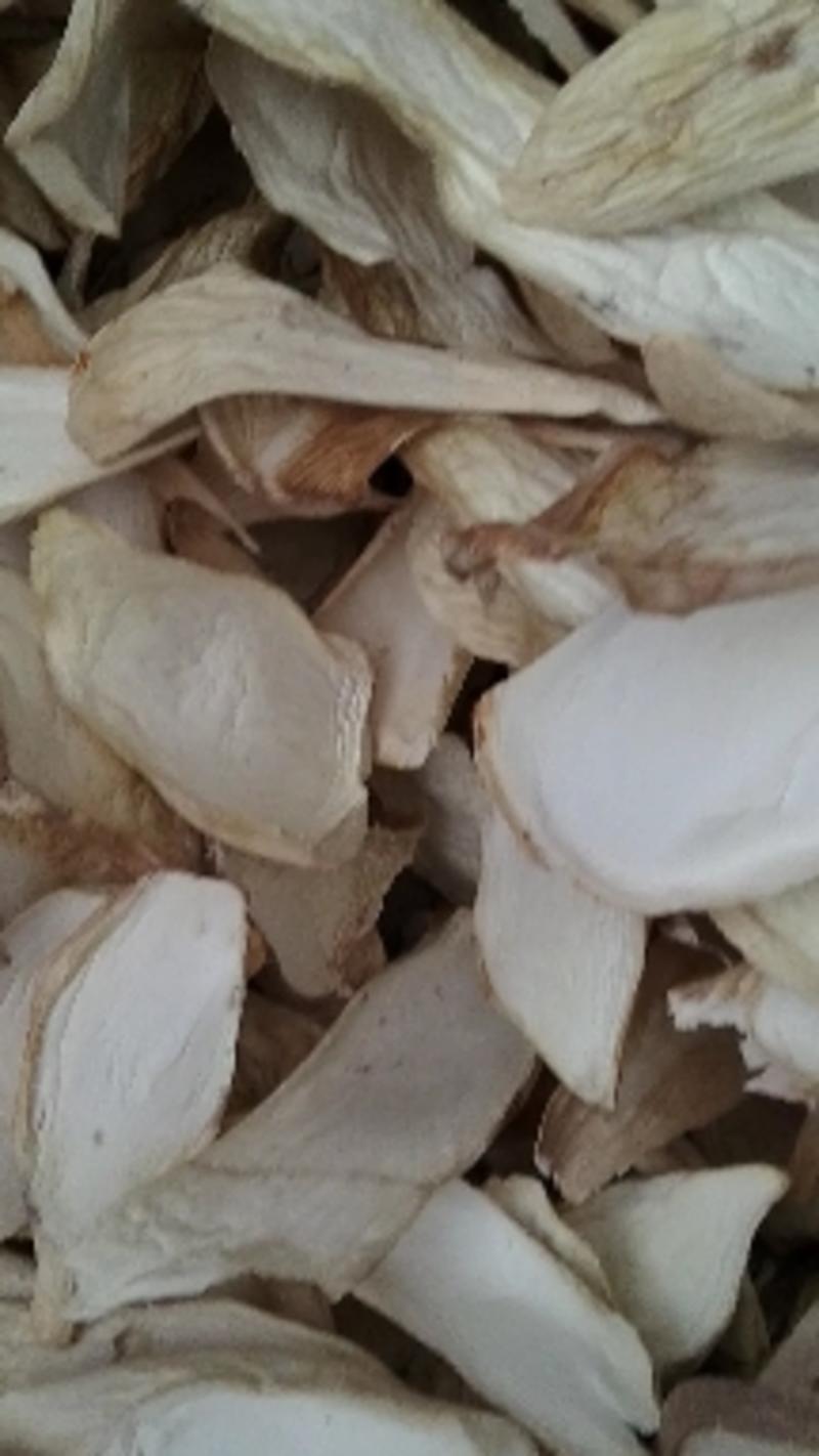 今年新货河北产地鲜菇手工切片丁，颜色白亮。