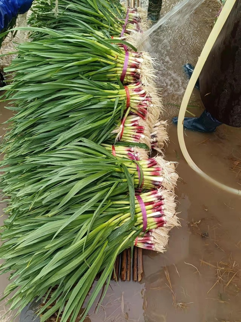 江苏徐州丰县陆地红根蒜苗大量上市