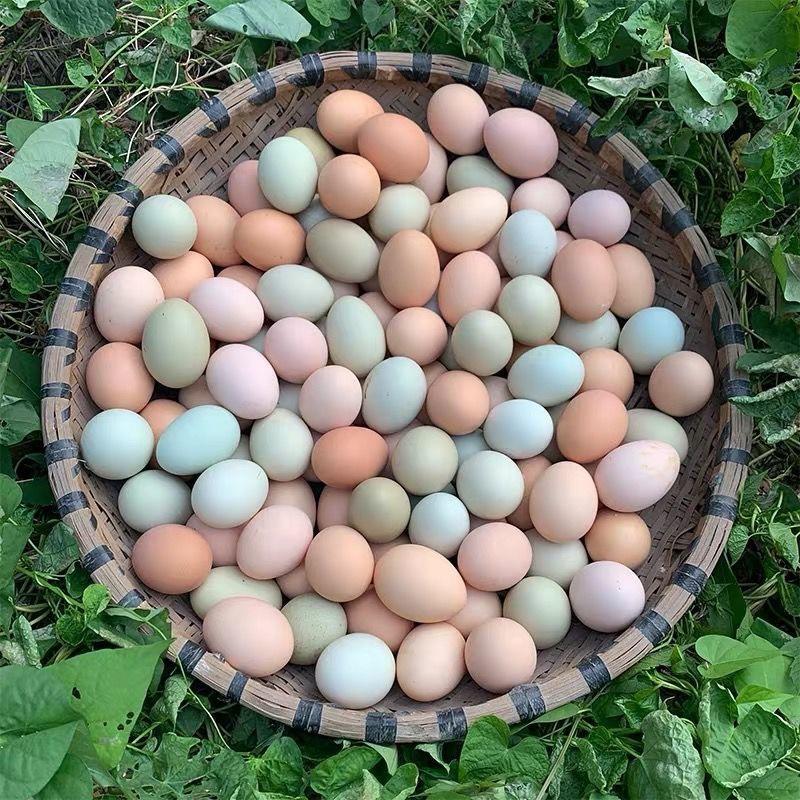 浙江农家林间散养土鸡蛋，营养价值丰富，外观好看整箱发货