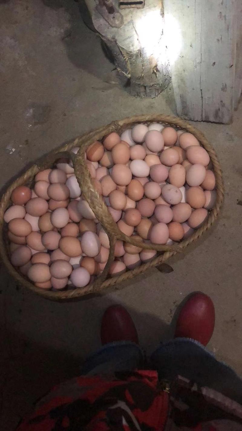 浙江农家林间散养土鸡蛋，营养价值丰富，外观好看整箱发货
