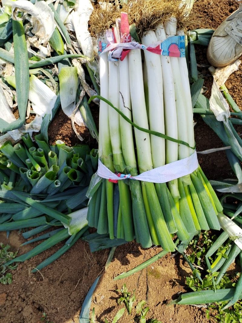大葱