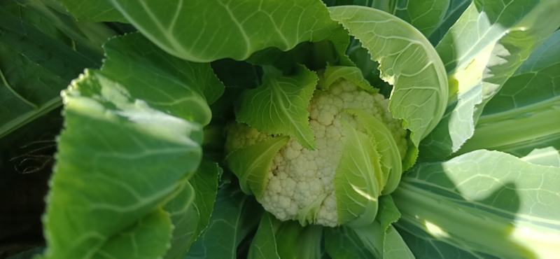 精品小米花精品包菜
