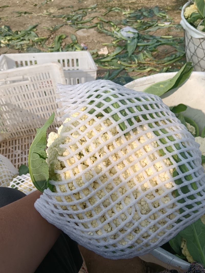 精品小米花精品包菜
