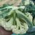 精品小米花精品包菜