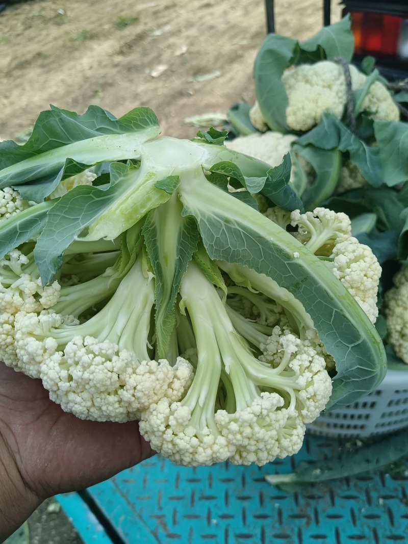 精品小米花精品包菜