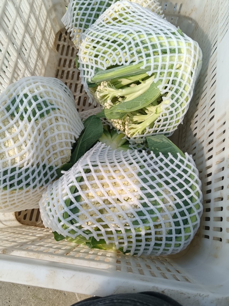 精品小米花精品包菜