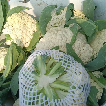 精品小米花精品包菜