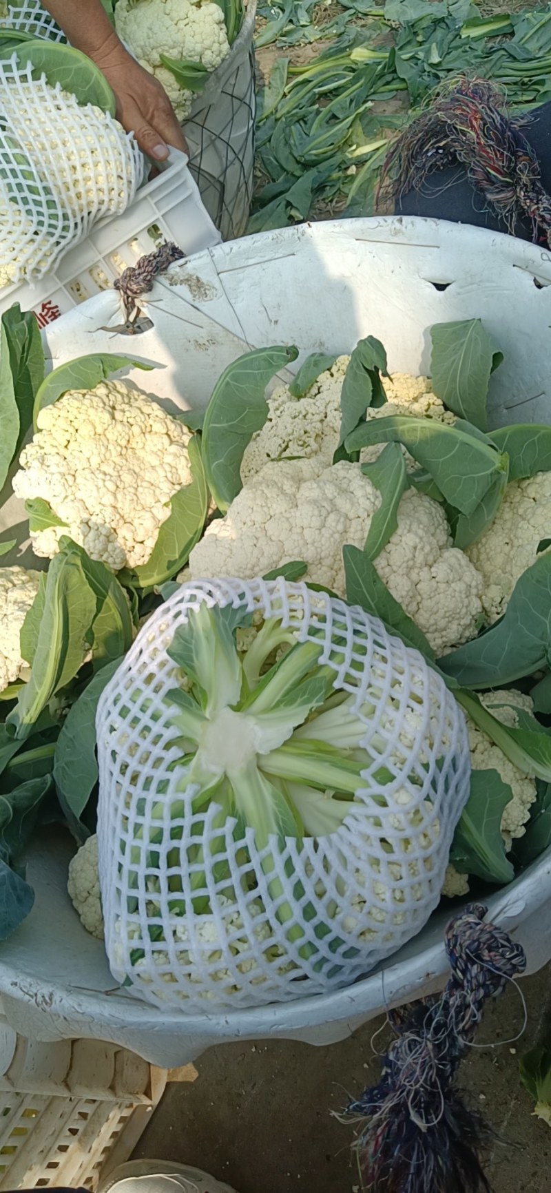 精品小米花精品包菜