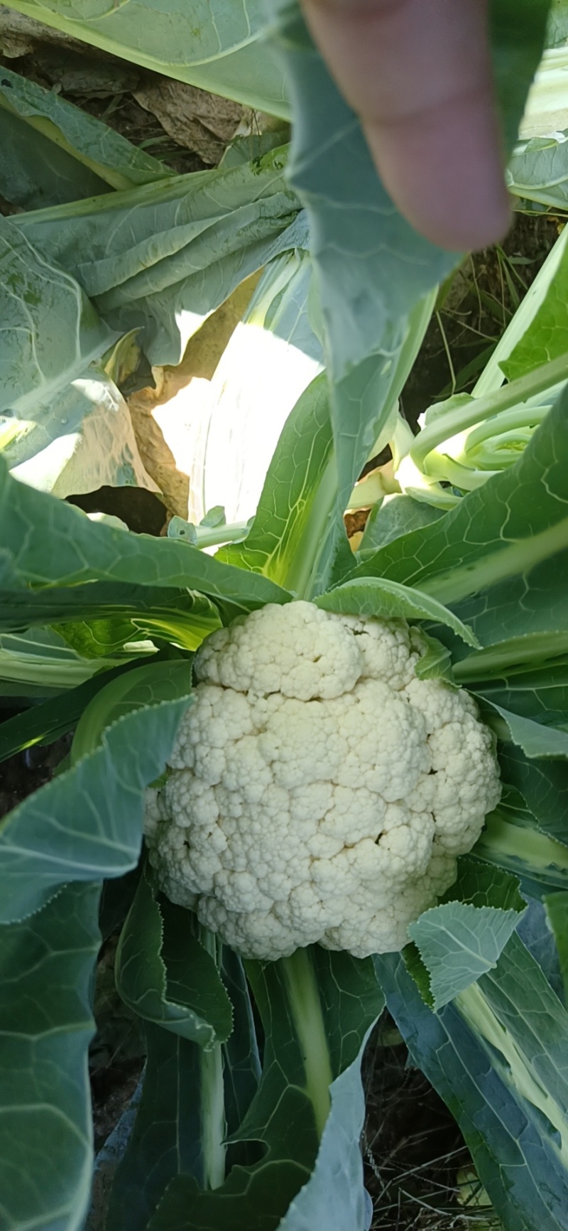 精品小米花精品包菜