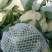 精品小米花精品包菜