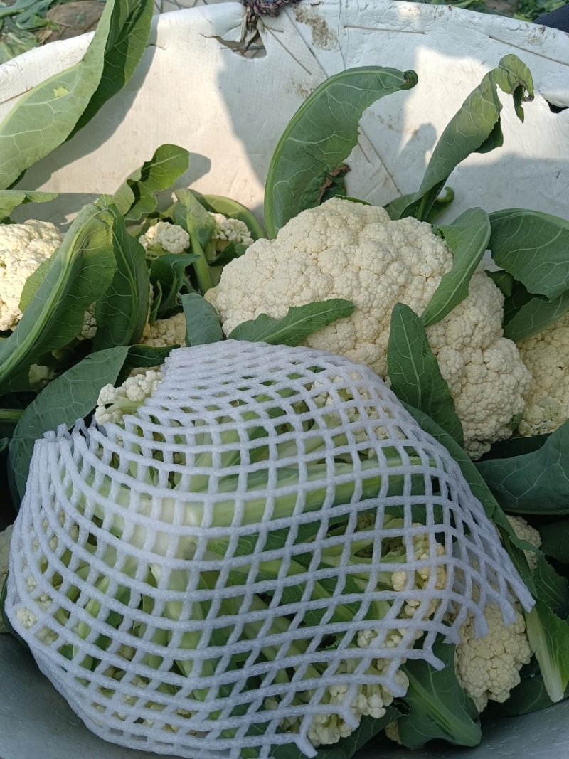 精品小米花精品包菜