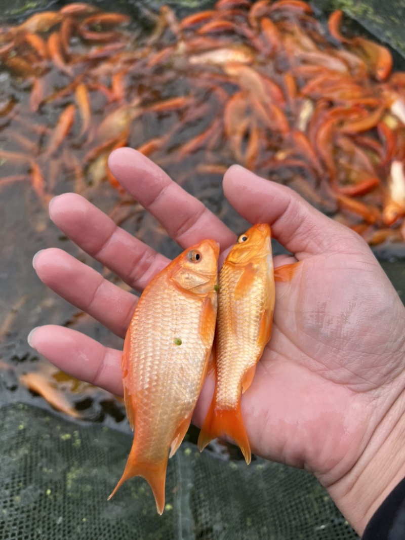 红鲤鱼苗，杂交红鲤，苗场直销，品质保证，欢迎订购