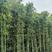 早园竹，四季青竹，庭园观赏竹，绿化工程竹苗