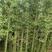 早园竹，四季青竹，庭园观赏竹，绿化工程竹苗