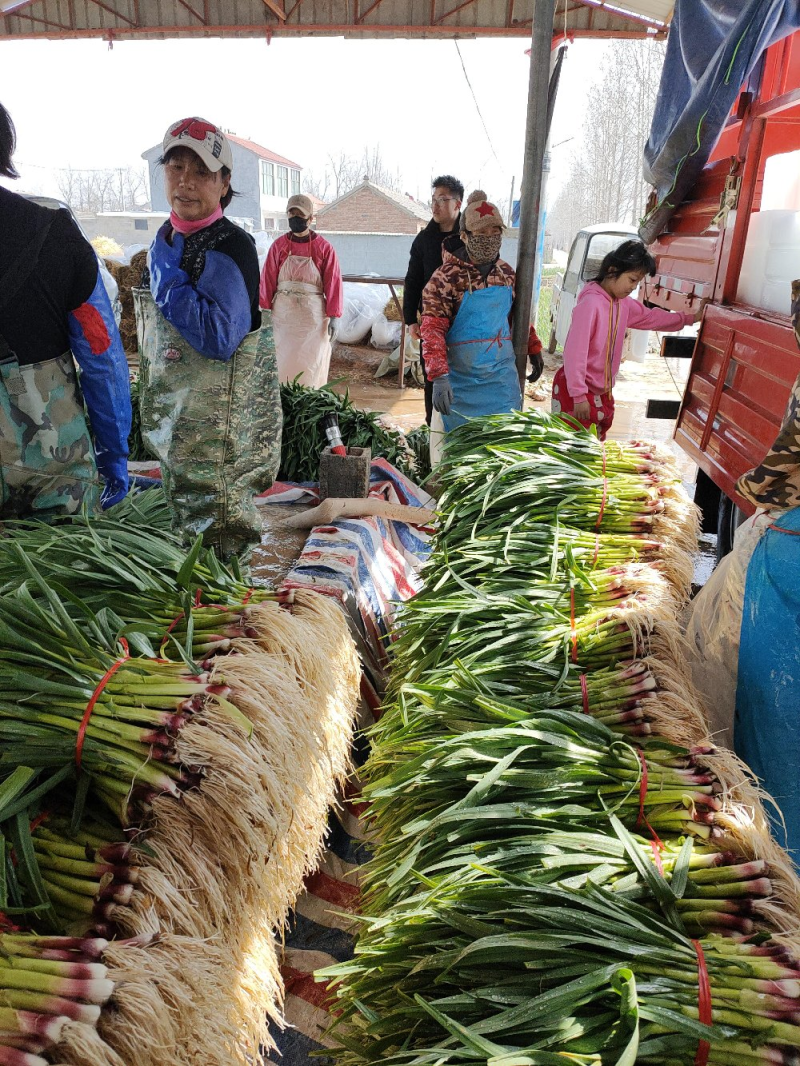 【荐】丰县精品蒜苗红根蒜苗水洗蒜苗基地直供诚信服务