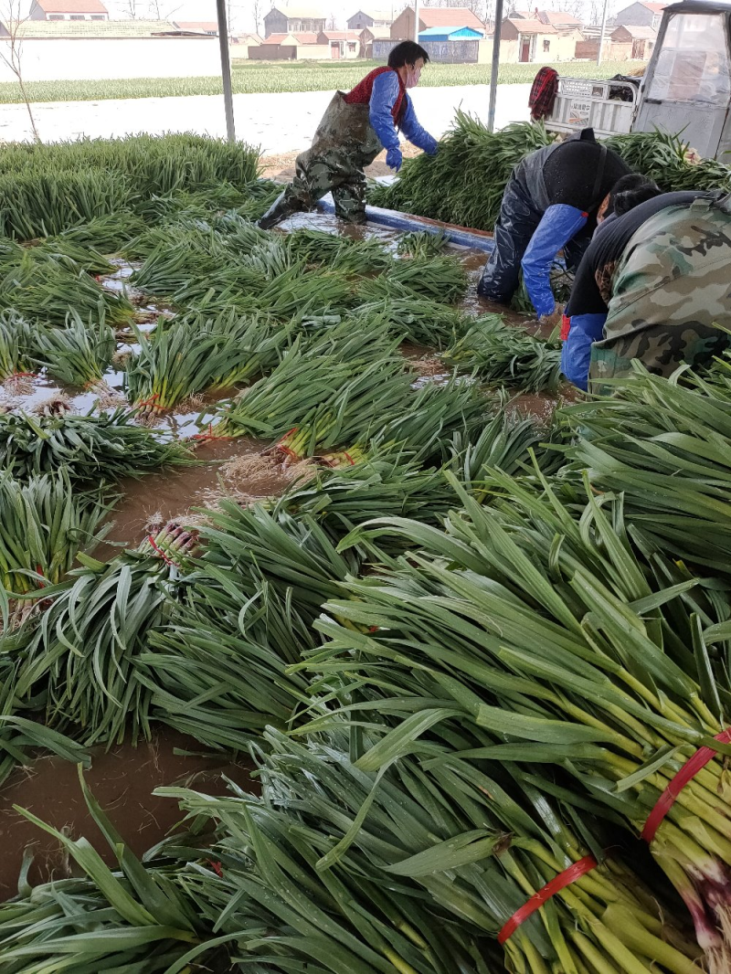 【荐】丰县精品蒜苗红根蒜苗水洗蒜苗基地直供诚信服务