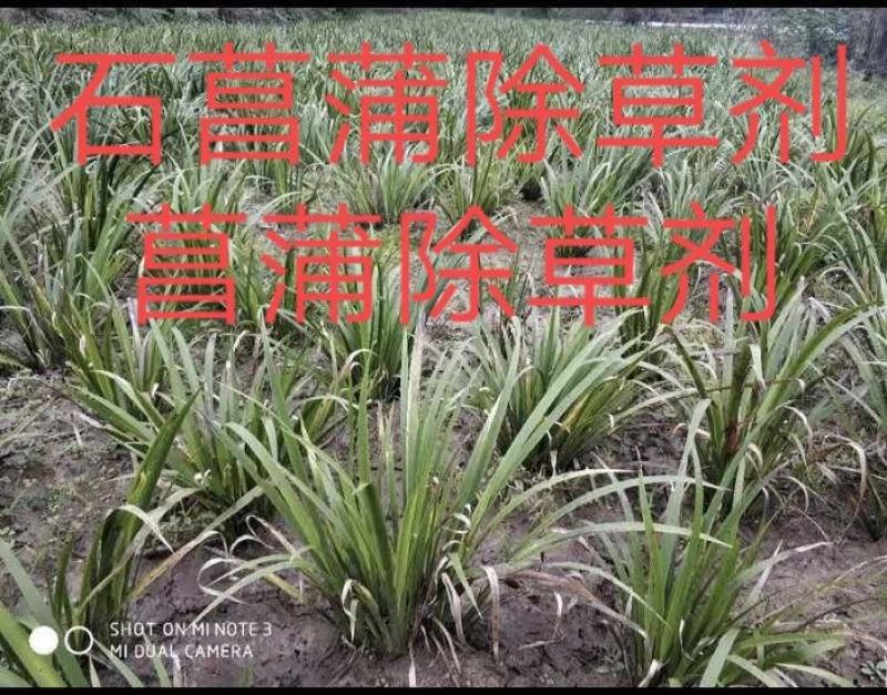 石菖蒲专用除草剂加助剂石菖蒲除草剂，不伤苗