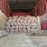 【荐】丰县土豆荷兰十五土豆基地直供诚信服务欢迎咨询