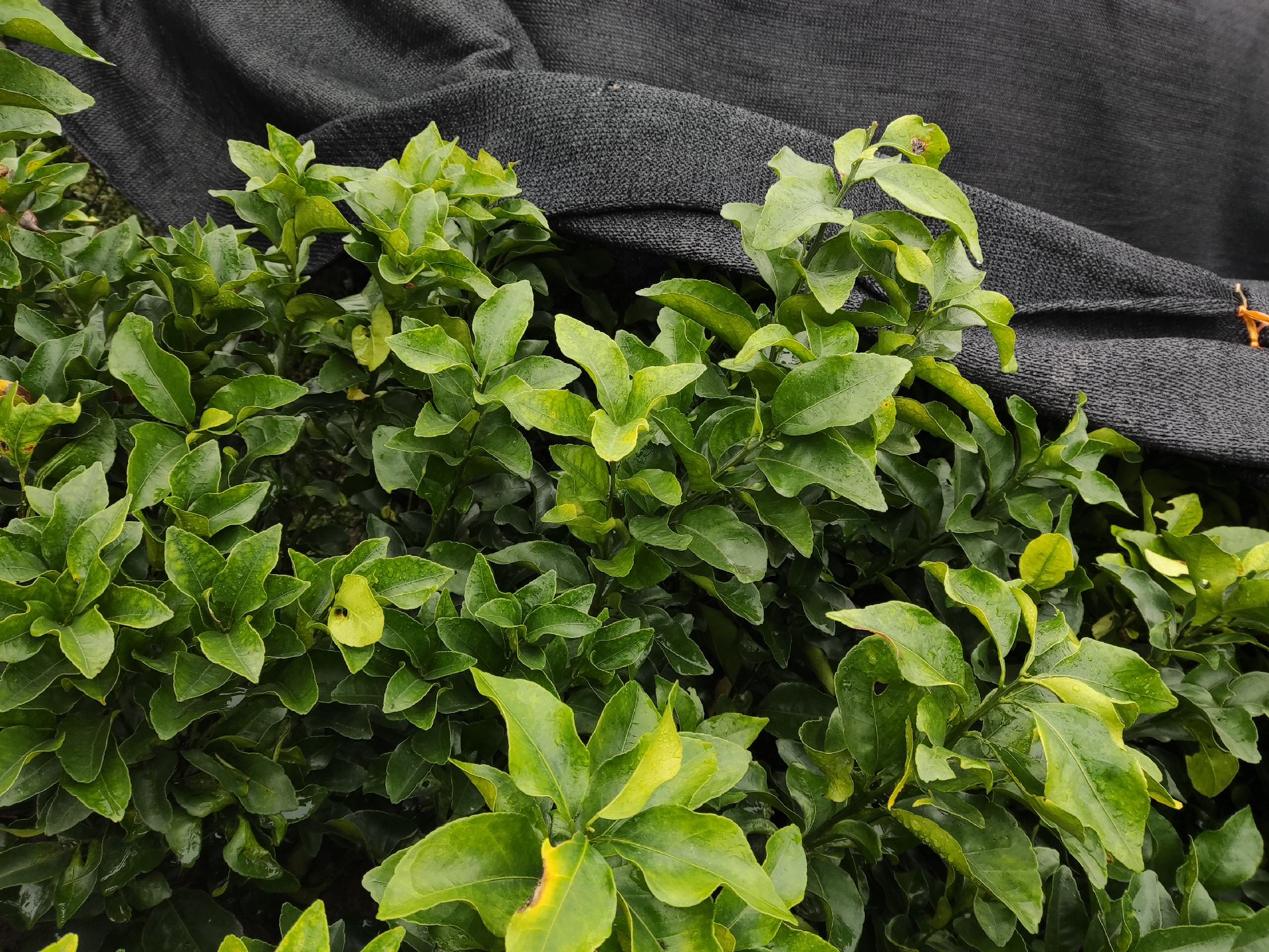 柑桔防虫网安装结构示意图