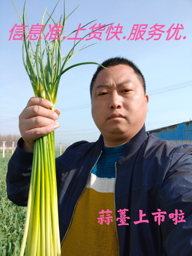 丰县新蒜薹，白帽蒜苔，白帽蒜薹，大量上市欢迎咨询。