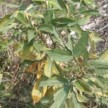中草药千斤拔