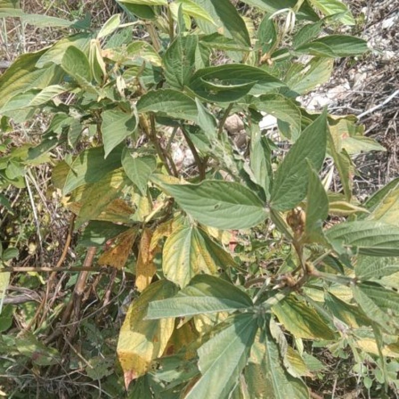 中草药千斤拔