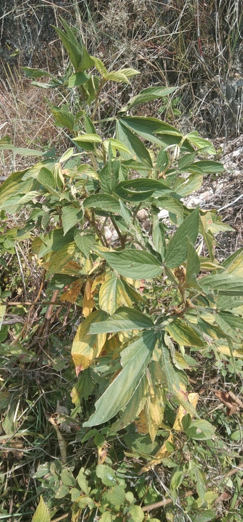 中草药千斤拔