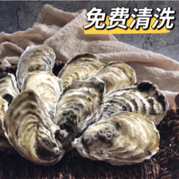 珍珠蚝烧烤生蚝半壳生蚝全壳深海牡蛎新鲜活海蛎子