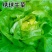 生菜种子绣球生菜种子结球包心生菜卷心菜菜种子四季盆栽大田
