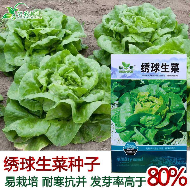 生菜种子绣球生菜种子结球包心生菜卷心菜菜种子四季盆栽大田