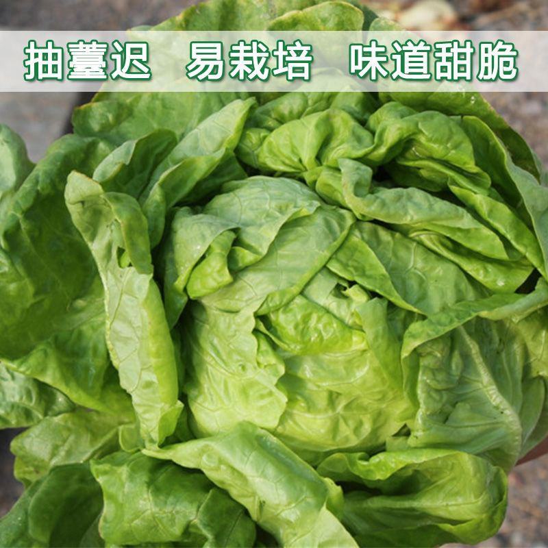 生菜种子绣球生菜种子结球包心生菜卷心菜菜种子四季盆栽大田