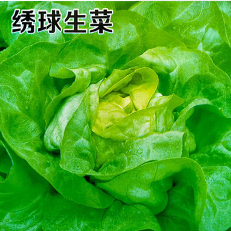 生菜种子绣球生菜种子结球包心生菜卷心菜菜种子四季盆栽大田