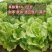生菜种子绣球生菜种子结球包心生菜卷心菜菜种子四季盆栽大田