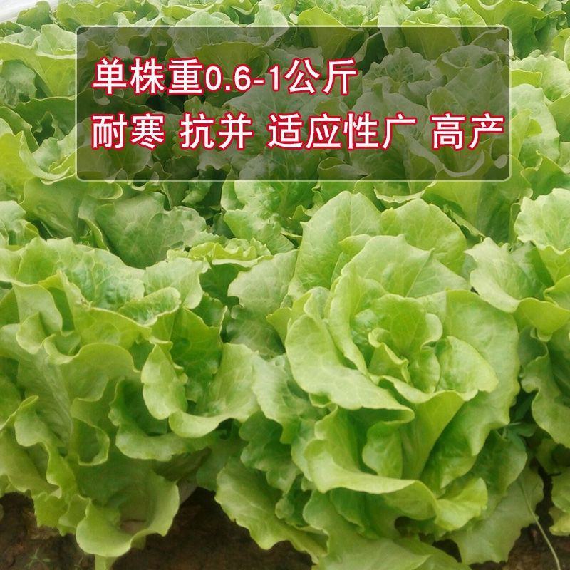 生菜种子绣球生菜种子结球包心生菜卷心菜菜种子四季盆栽大田
