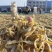黄金凤尾鱼熟鱼干麻辣鱼油炸鱼食材视频看货产地直发量大从优