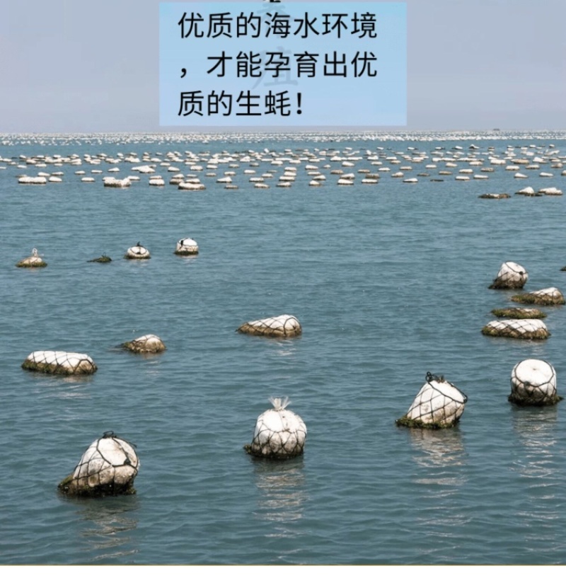 珍珠蚝烧烤生蚝半壳生蚝全壳深海牡蛎新鲜活海蛎子